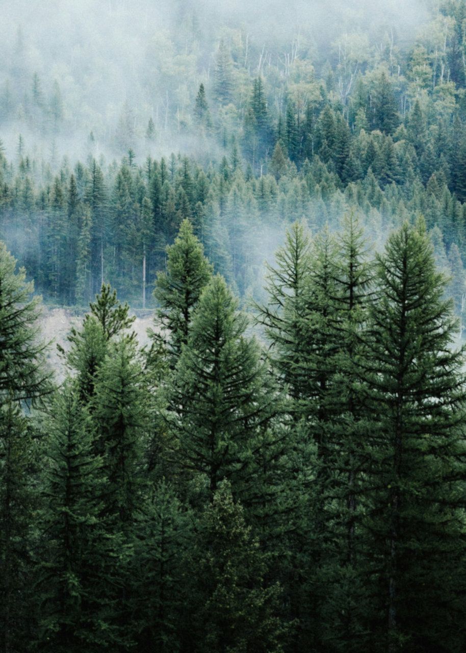 Misty forest