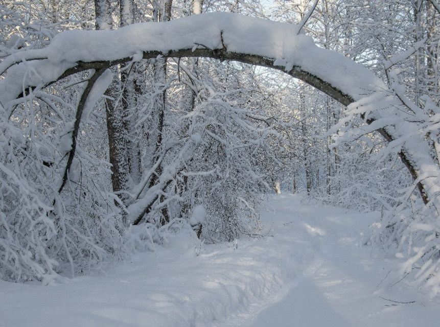 Snowy forest